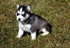 Happy-Chunky-Healthy-Male-Female-Siberian-Husky-Pups-