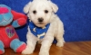 Lovable-Tiny-Healthy-Bichon-Frise-Puppies-Registred-