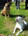 American-Bulldog-X-African-Boerboel-Puppies