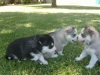 -Akc-Siberian-Husky-Puppies-seeking-New-homes-