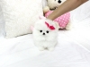 Alluring-and-Angelic-Micro-Tiny-Pomeranian-Puppies-Wanting-New-Homes-