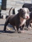 American-pit-bull-terrier-puppies