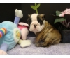 English-Bulldog-Pups-